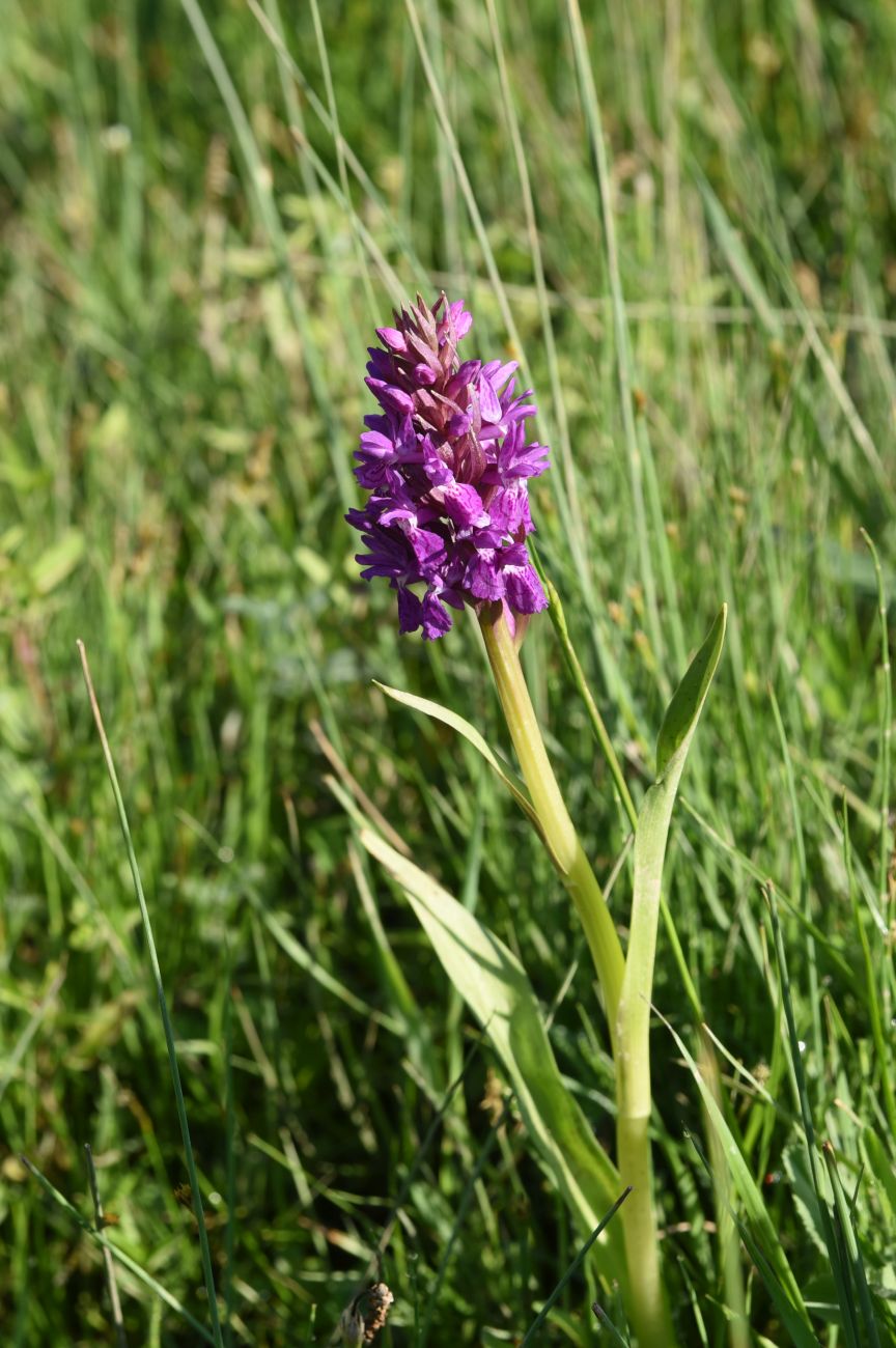 Изображение особи Dactylorhiza euxina.