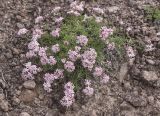 Asperula cristata