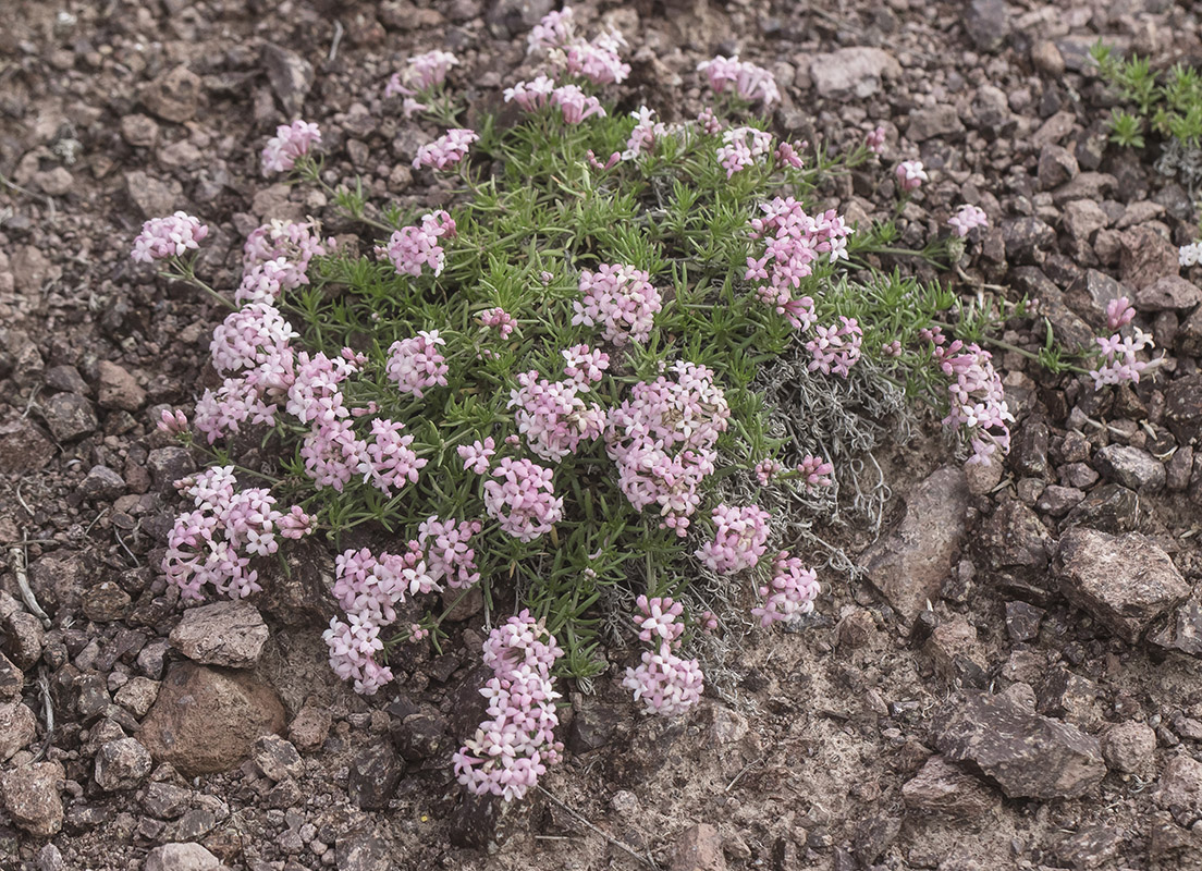 Image of Asperula cristata specimen.