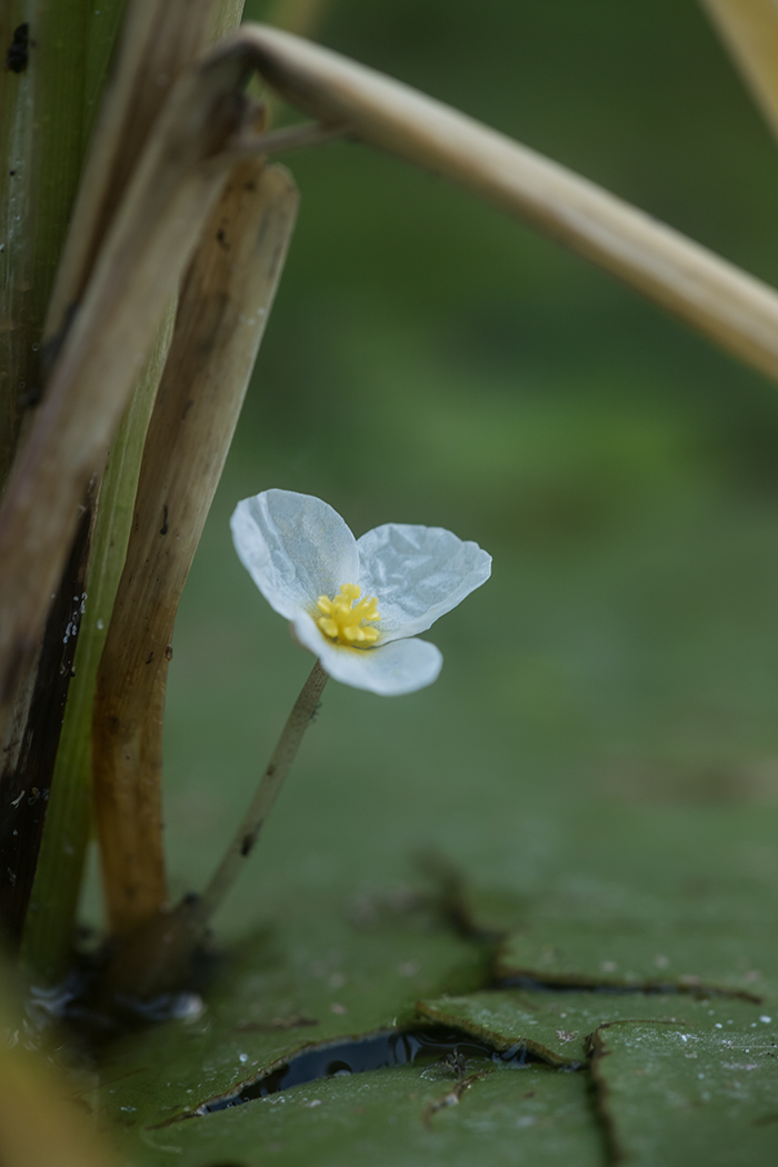 Изображение особи Hydrocharis morsus-ranae.