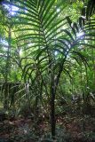 семейство Arecaceae. Вегетирующее растение. Малайзия, штат Саравак, округ Мири, национальный парк «Мулу». 10.03.2015.