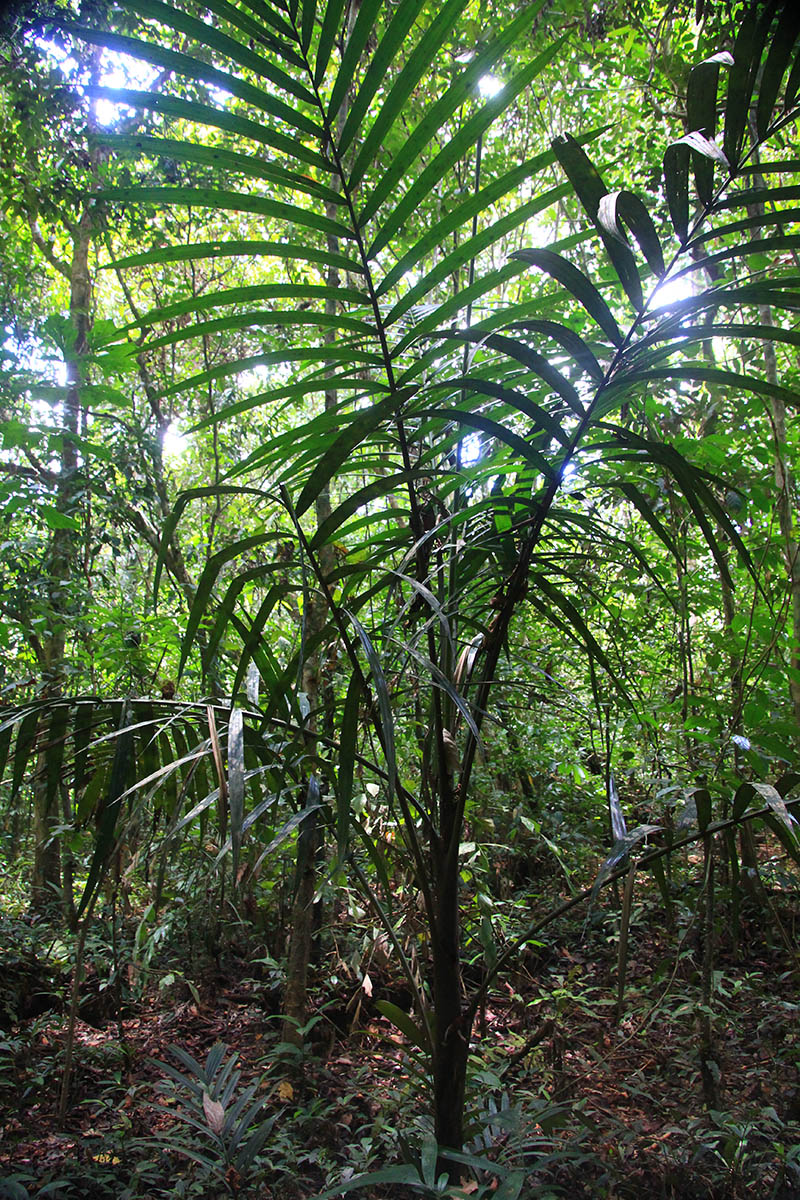 Image of familia Arecaceae specimen.