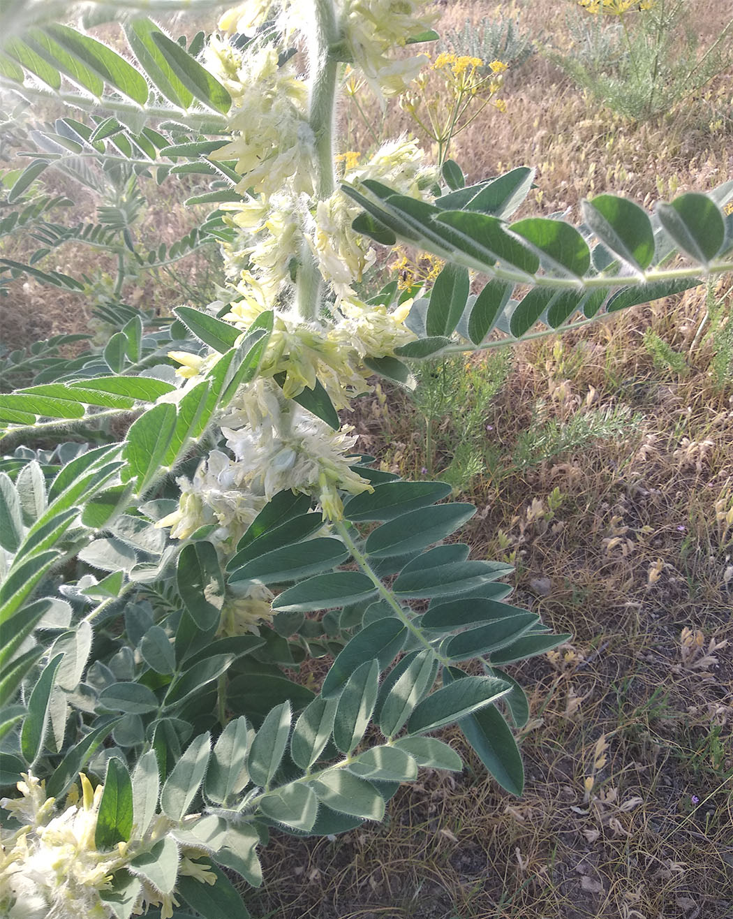 Image of Astragalus sieversianus specimen.