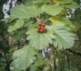 Sorbus persica