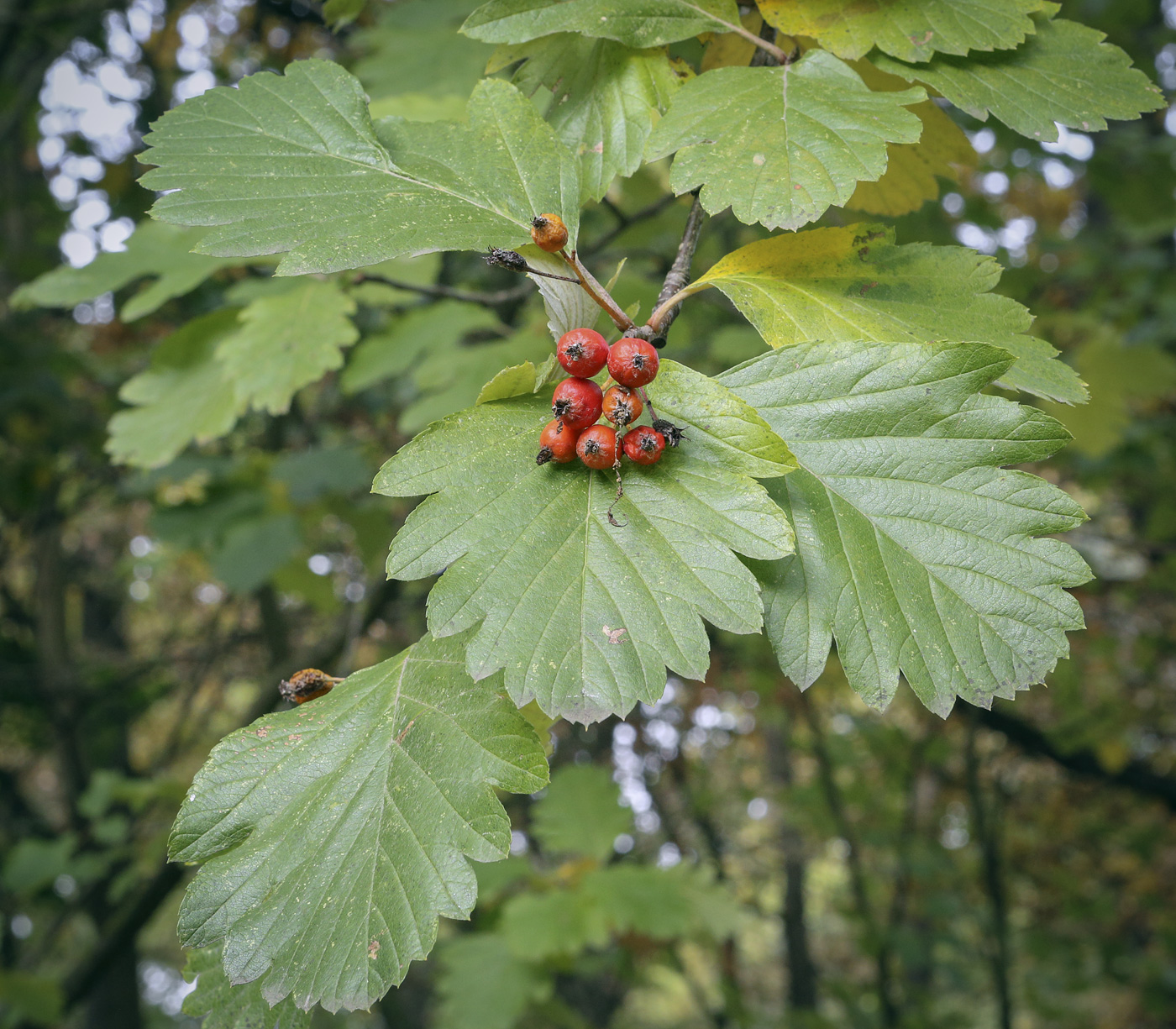 Image of Sorbus persica specimen.