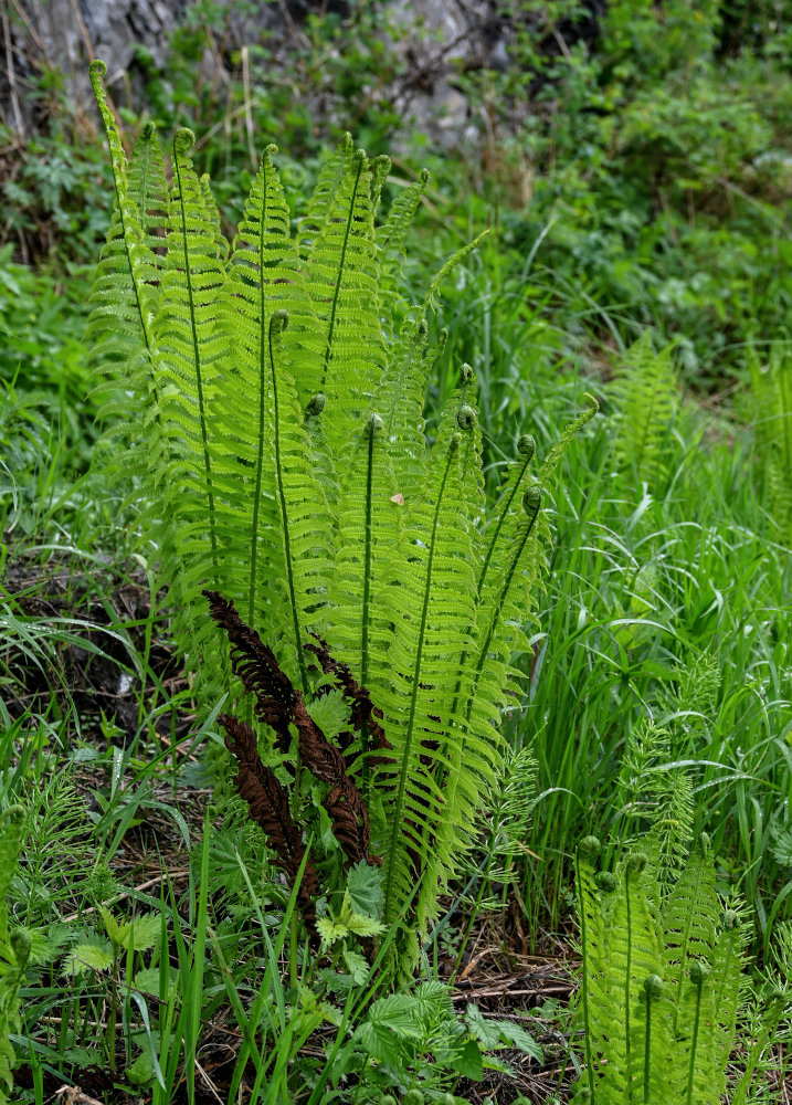 Изображение особи Matteuccia struthiopteris.