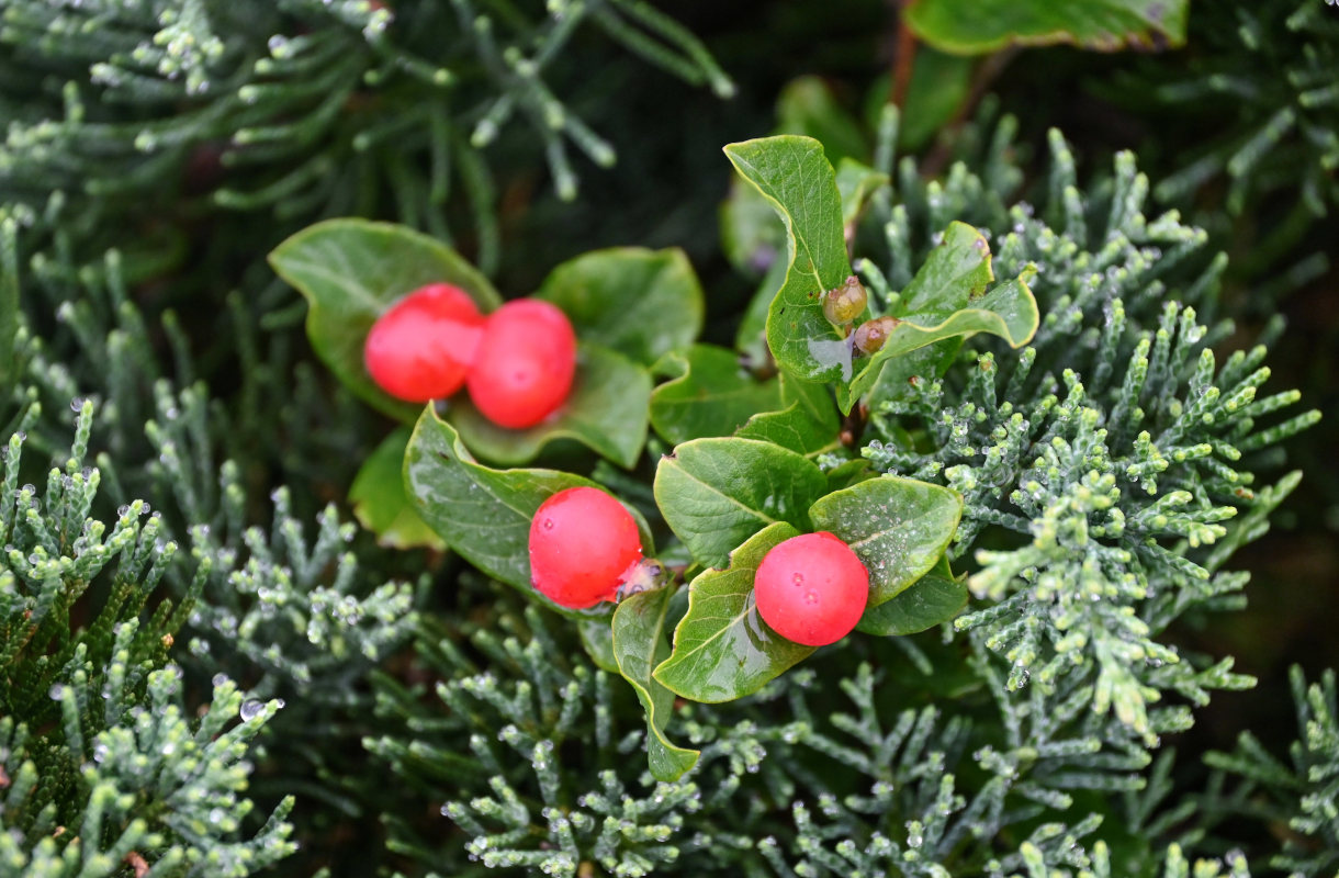 Изображение особи Lonicera chamissoi.