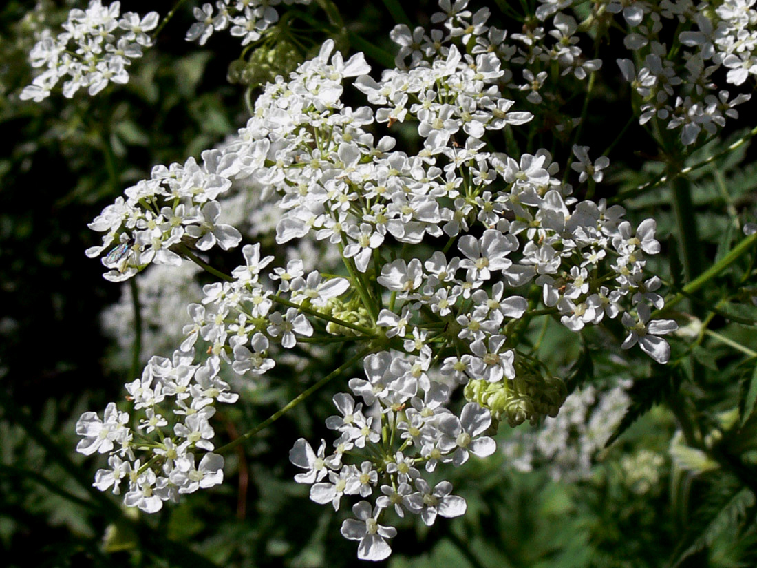 Изображение особи Anthriscus sylvestris.