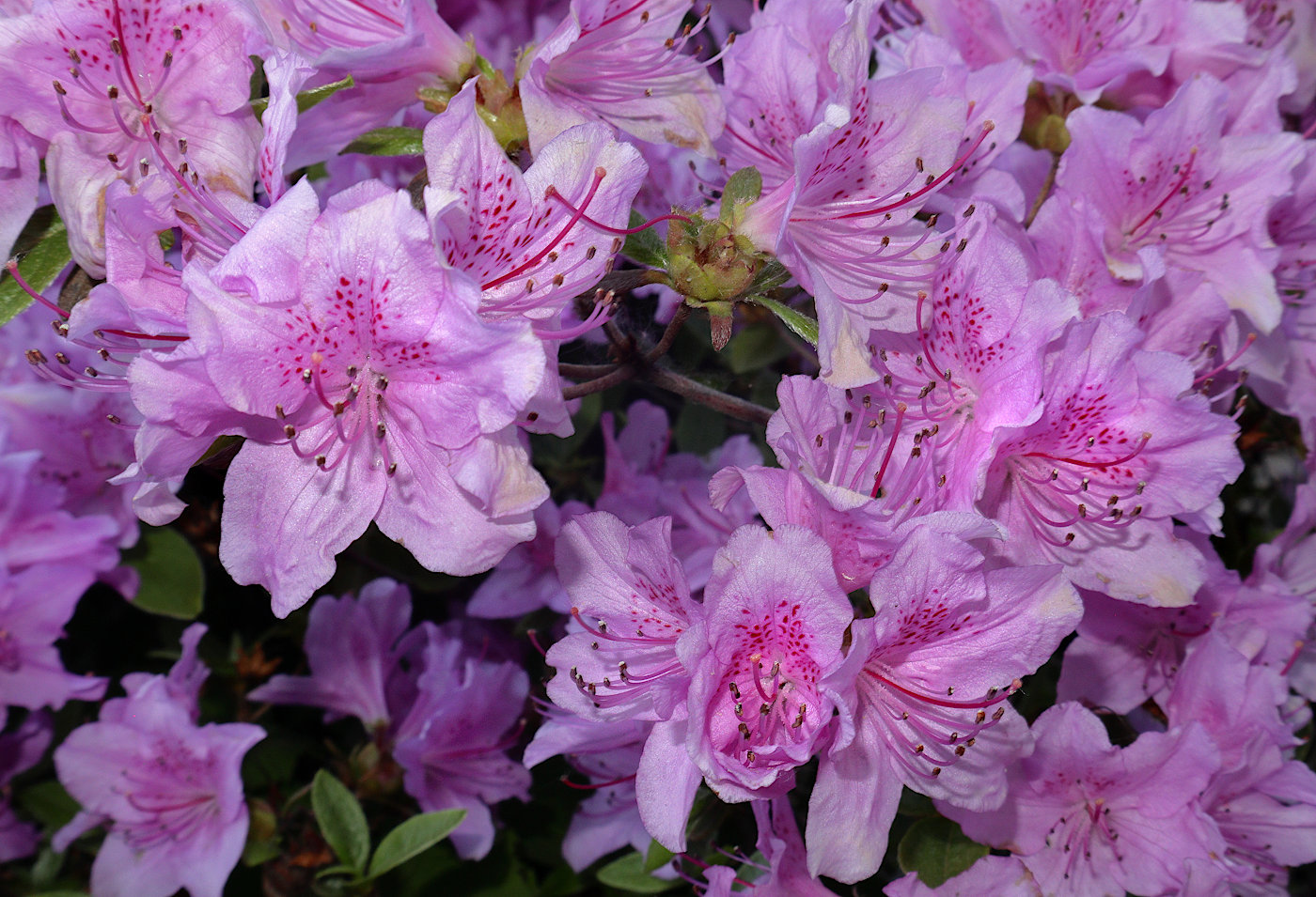 Image of Rhododendron poukhanense specimen.