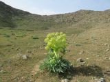 Ferula foetida