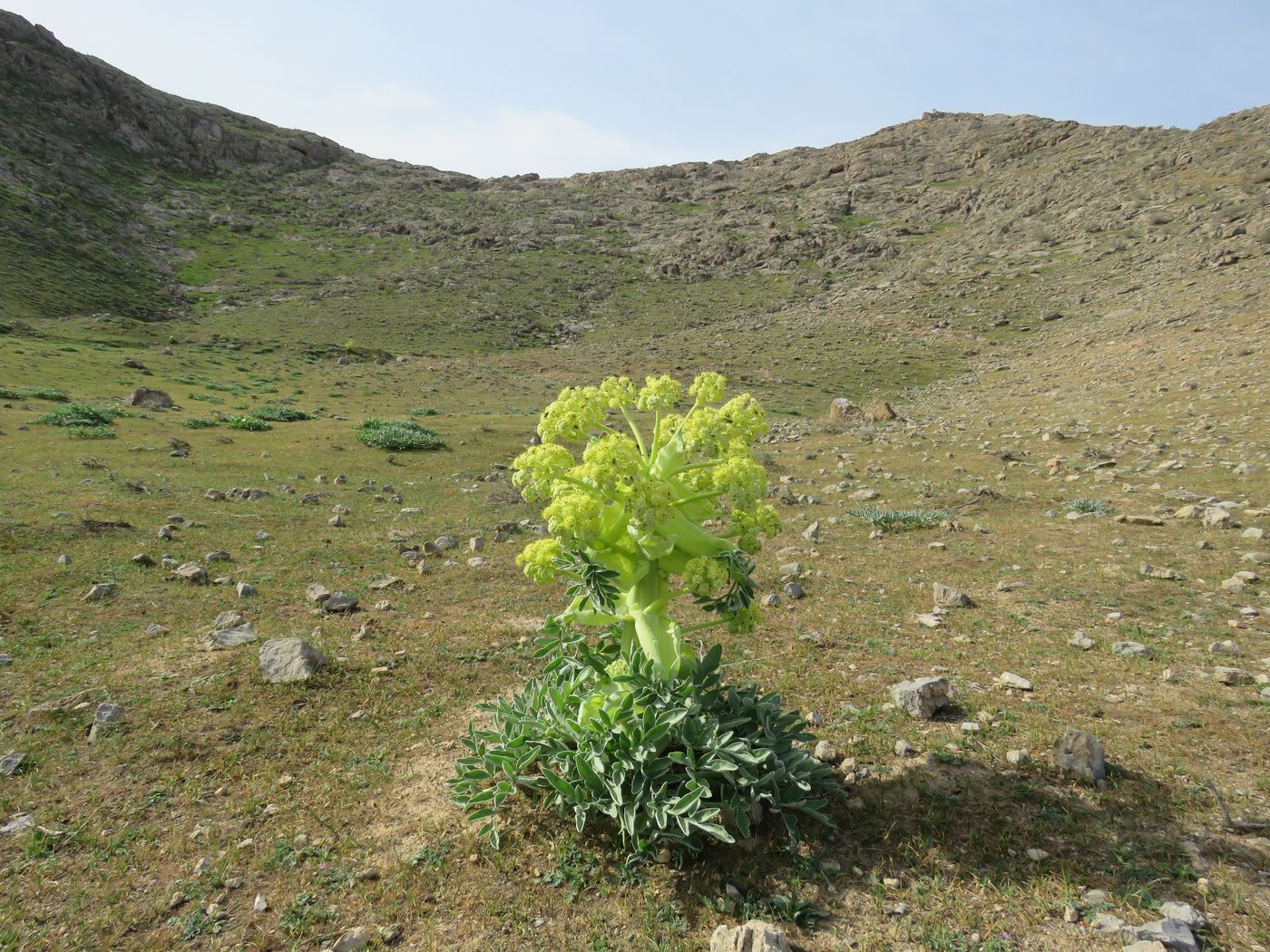 Изображение особи Ferula foetida.