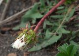 genus Taraxacum. Верхушка генеративного побега с соплодием. Камчатский край, Елизовский р-н, берег Авачинского залива, Халактырский пляж, граница приморского луга и пляжа. 29.08.2022.