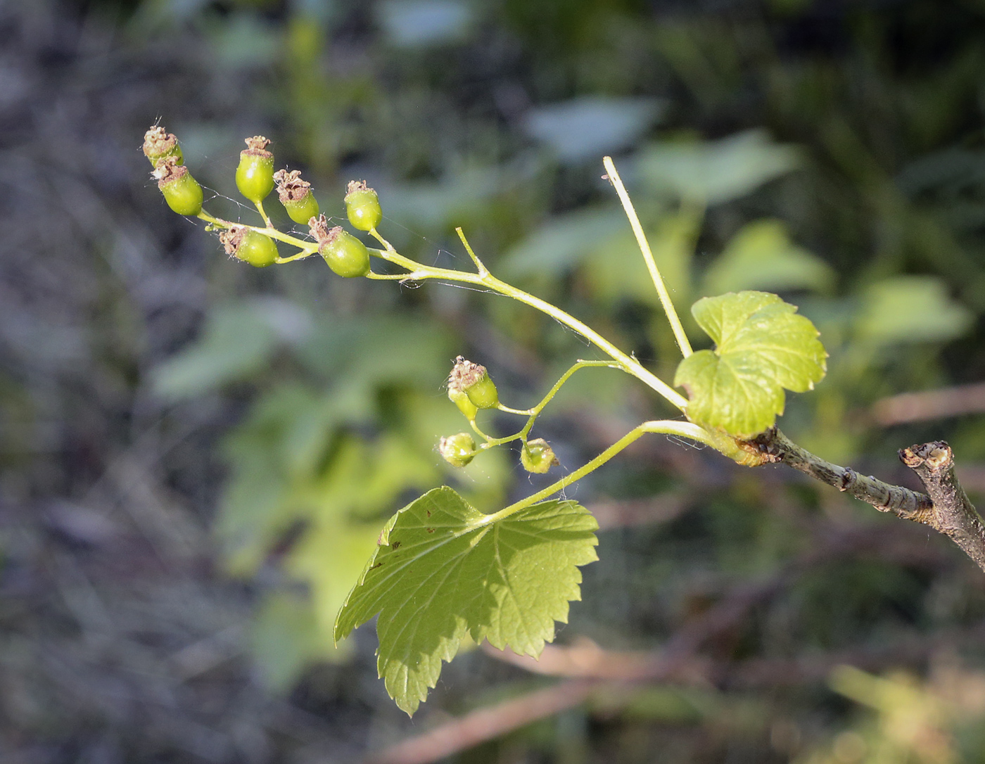 Изображение особи род Ribes.