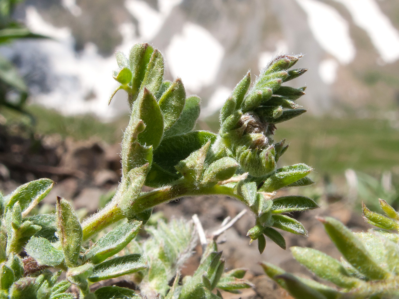 Изображение особи Vicia alpestris.