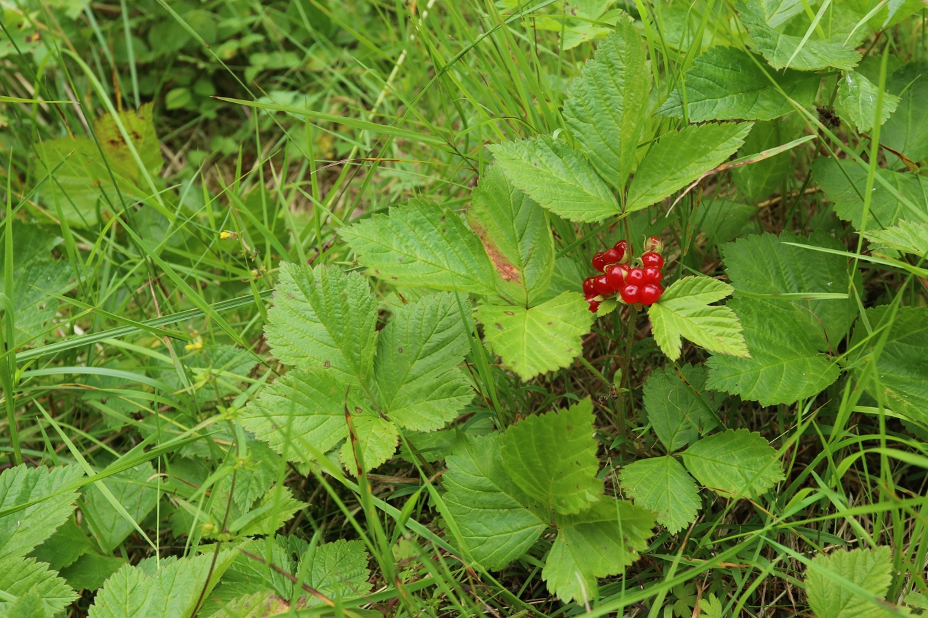 Изображение особи Rubus saxatilis.