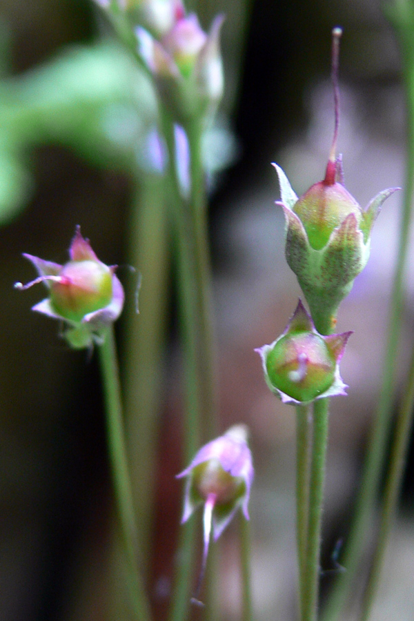 Image of Cortusa matthioli specimen.