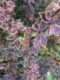 Berberis thunbergii