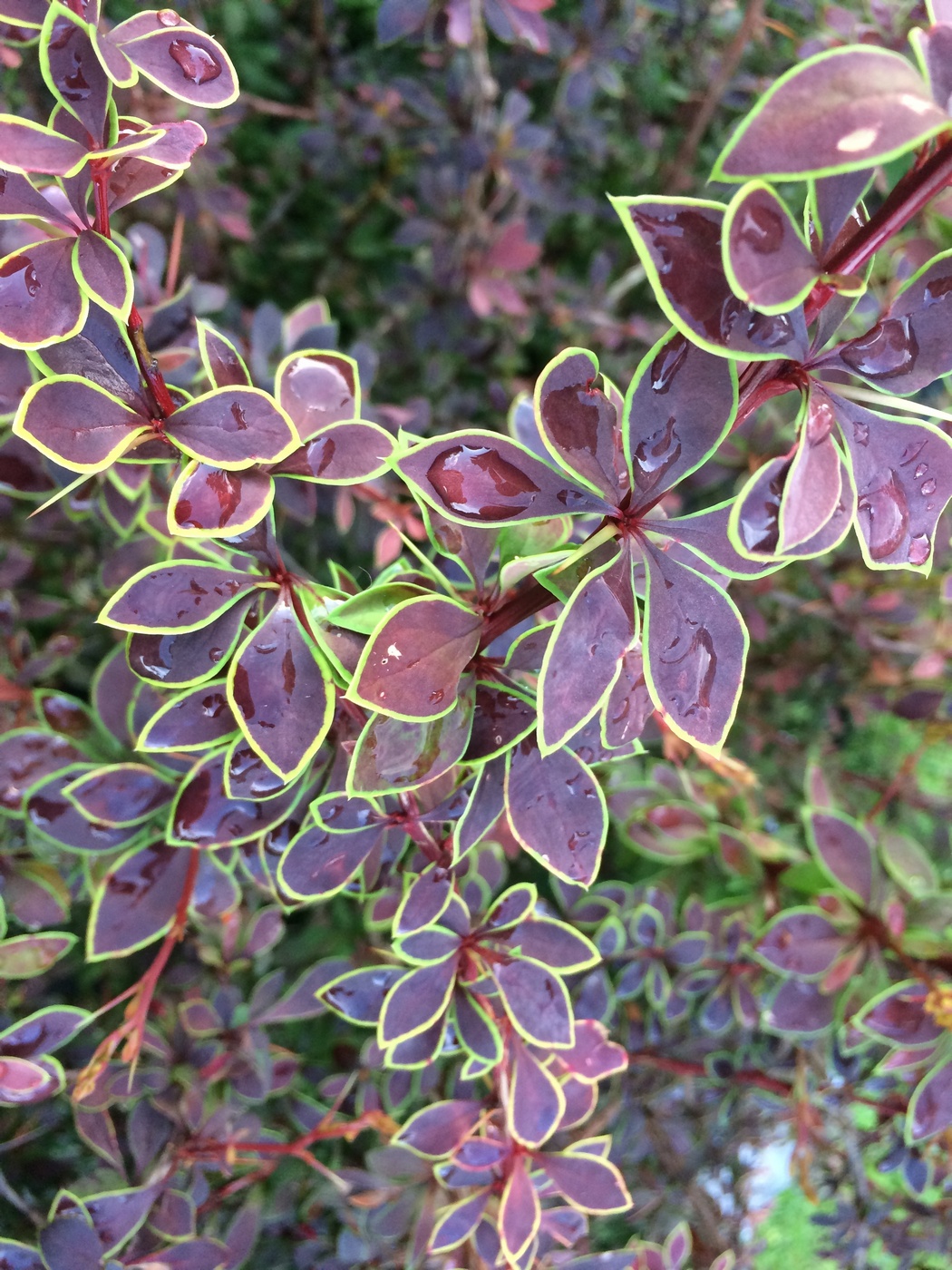 Image of Berberis thunbergii specimen.