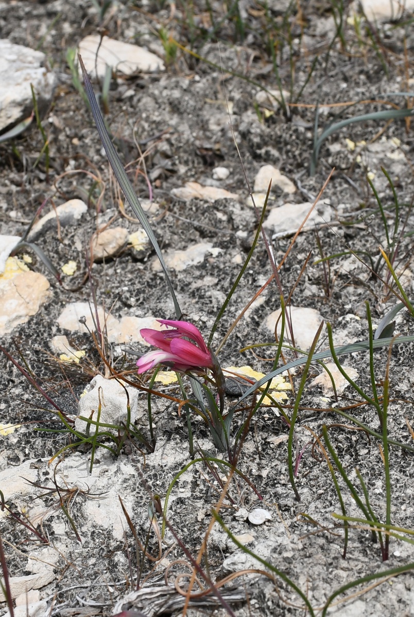 Image of Gladiolus triphyllus specimen.