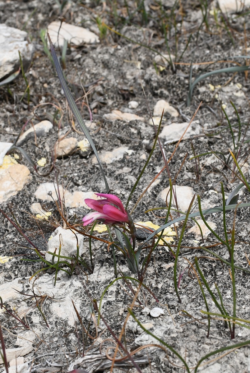 Изображение особи Gladiolus triphyllus.