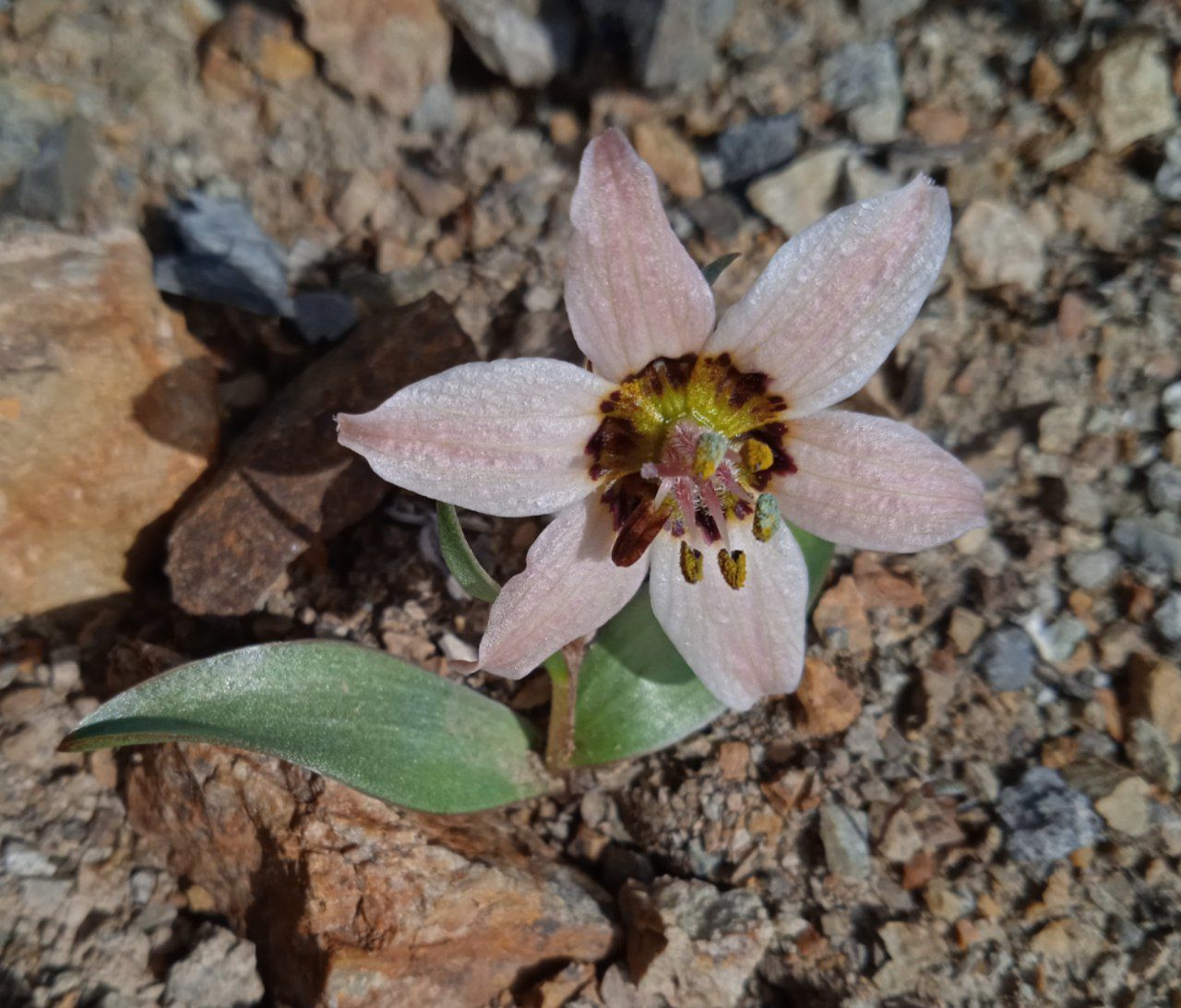 Изображение особи Fritillaria rugillosa.