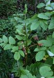 Cardiocrinum cordatum. Плодоносящее растение (вокруг видны листья Aralia cordata). Курильские о-ва, о-в Кунашир, вулкан Менделеева, ≈ 300 м н.у.м., широколиственный лес. 21.08.2022.