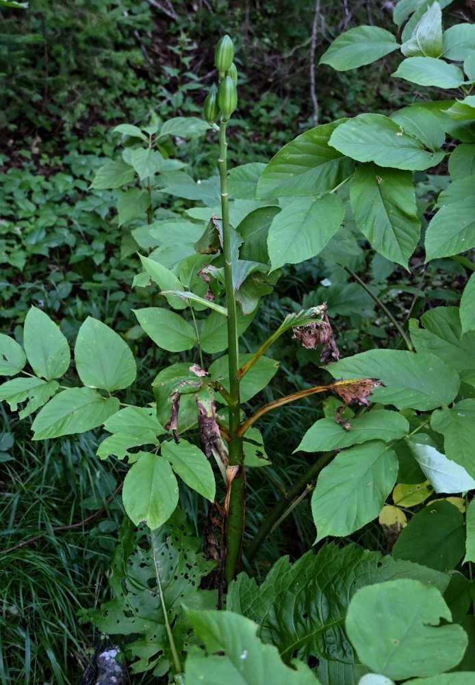 Изображение особи Cardiocrinum cordatum.