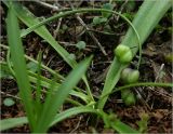 Scilla siberica