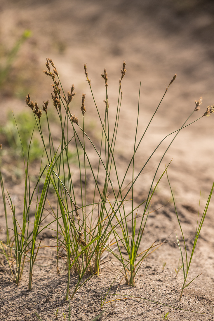 Image of genus Carex specimen.