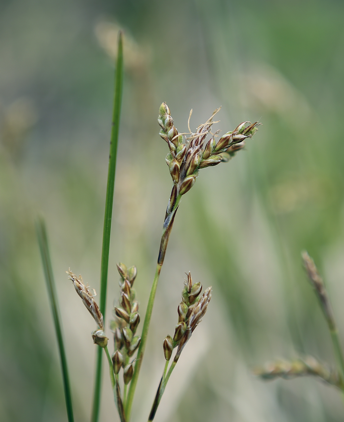 Image of Carex digitata specimen.