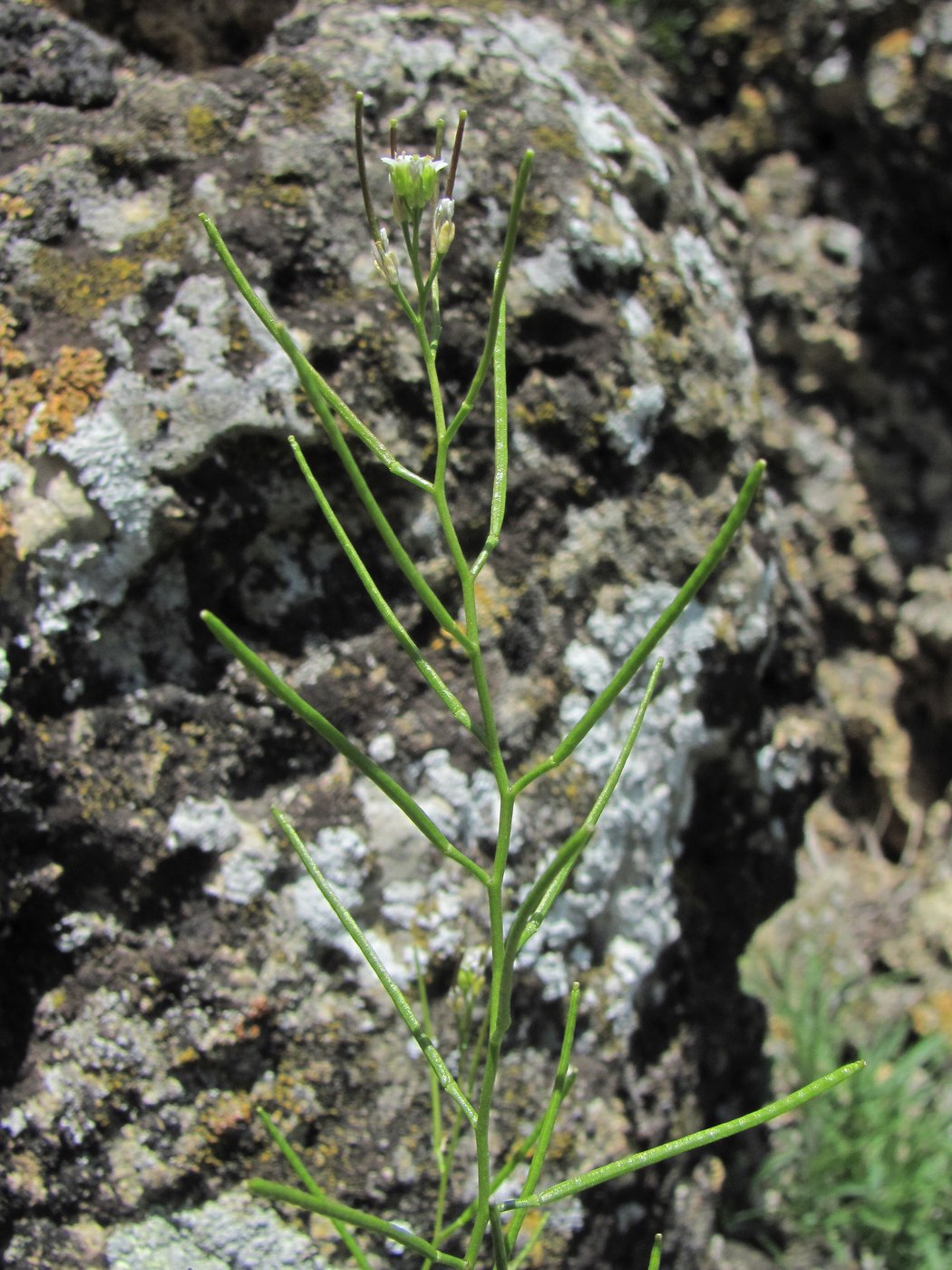 Image of Arabis auriculata specimen.