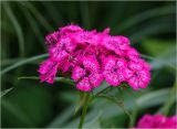 Dianthus barbatus