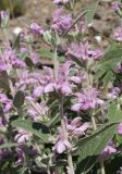 Phlomis thapsoides