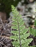 Oeosporangium acrosticum. Верхушка вайи (вид снизу). Дагестан, Левашинский р-н, окр. с. Цудахар, трещина скалы. 15 июня 2023 г.