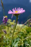 Erigeron alpinus. Верхушка побега с соцветием. Краснодарский край, Адлерский р-н, хр. Аибга, гора Каменный Столб, 2480 м н.у.м., субальпийский луг. 29.07.2023.