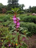 Impatiens balsamina