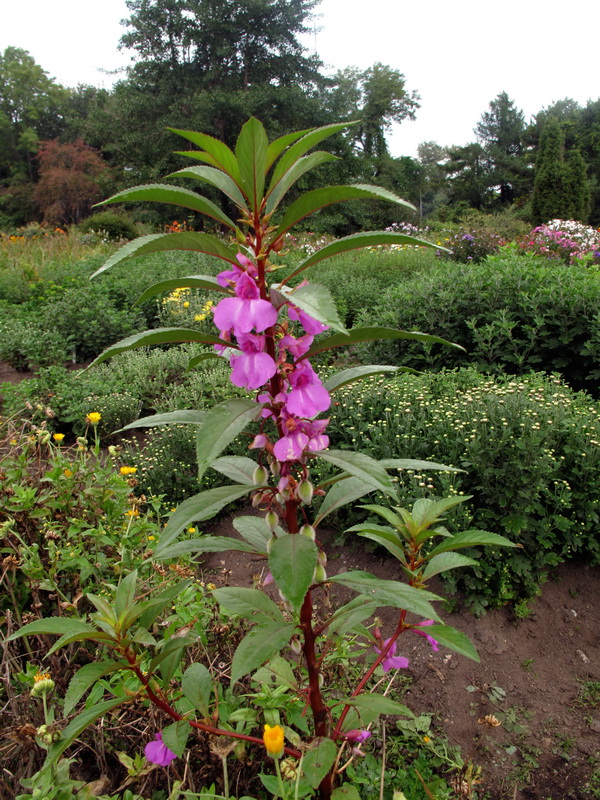 Изображение особи Impatiens balsamina.