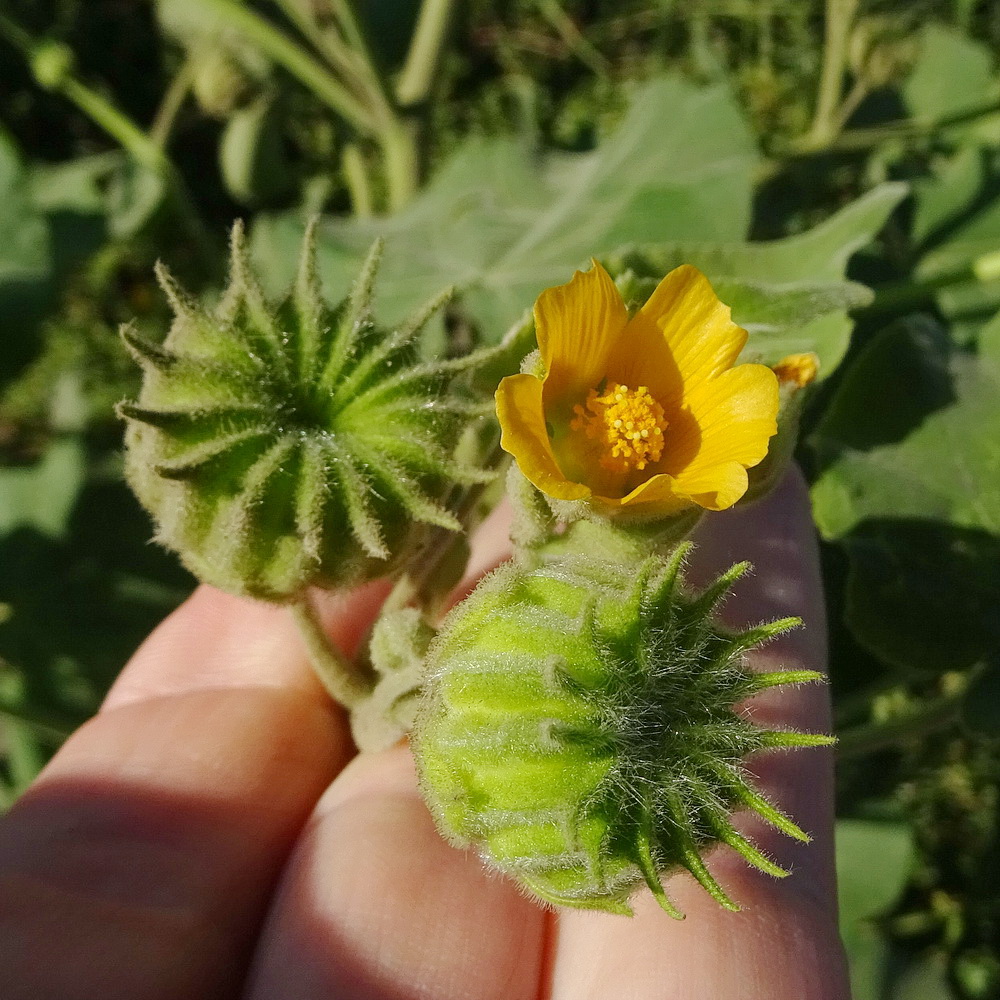 Image of Abutilon theophrasti specimen.