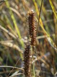 Carex rostrata. Соплодия. Пермский край, Оханский р-н, Тулумбаихинское сельское поселение, Кунчурихинский бор, топкий берег лесного озера. 16.09.2023.