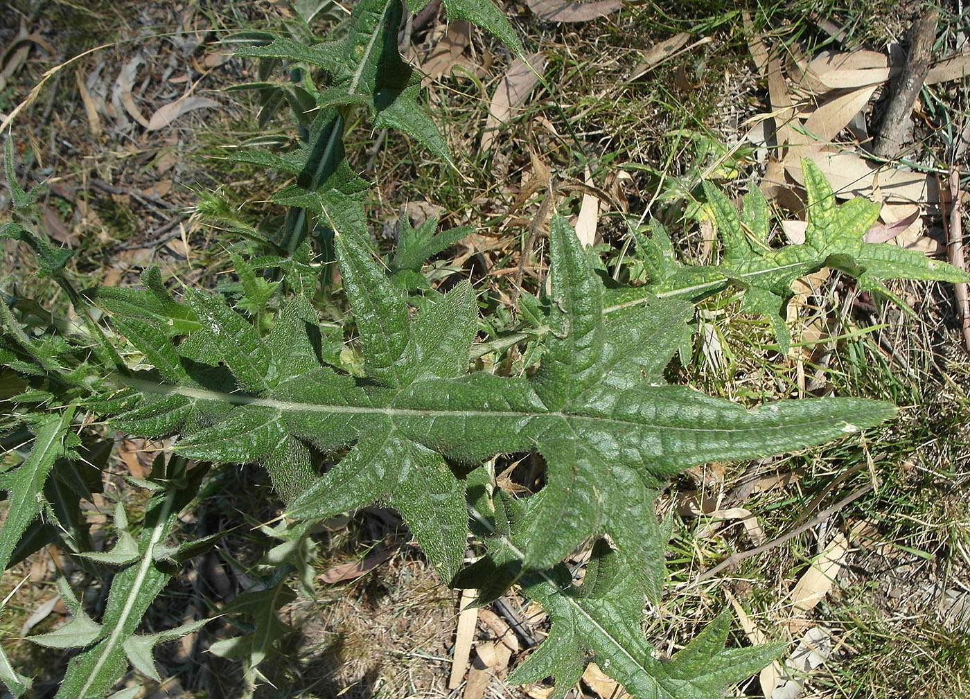 Image of genus Cirsium specimen.