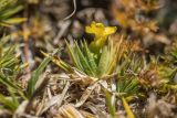 Draba scabra. Цветущее растение. Карачаево-Черкесия, Урупский р-н, Кавказский биосферный заповедник, Имеретинский горный узел, окр. оз. Поднебесное, ≈ 2800 м н.у.м., альпийский луг. 17.09.2023.