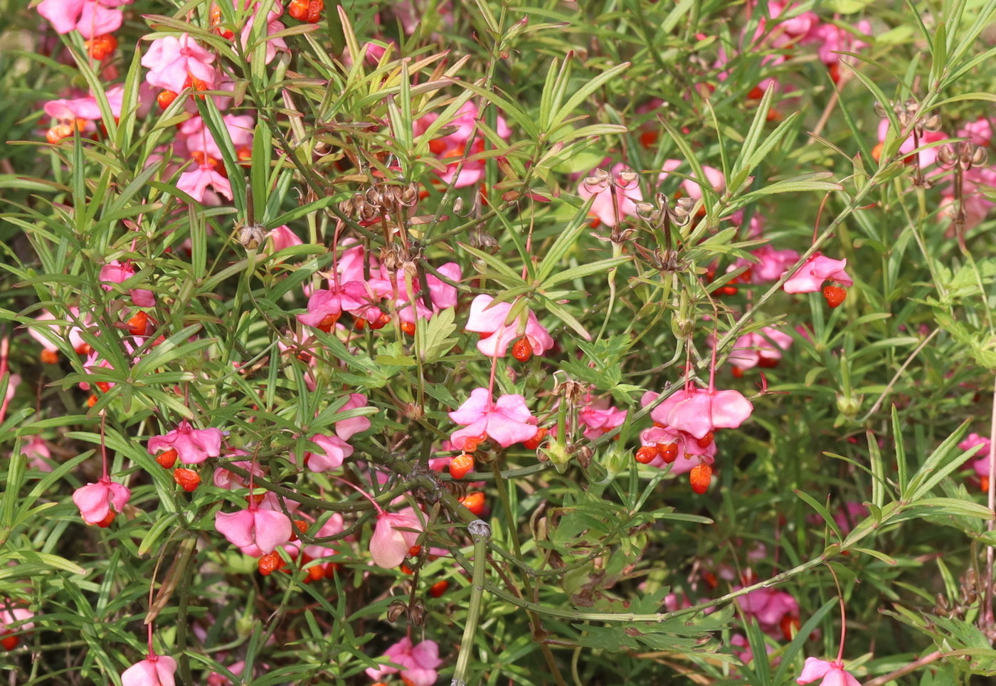 Изображение особи Euonymus koopmannii.