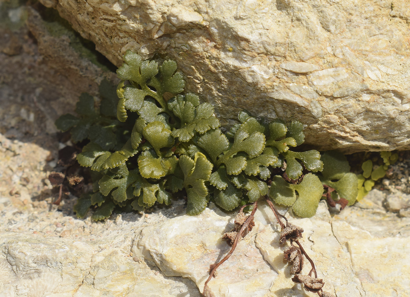 Изображение особи Asplenium ruta-muraria.