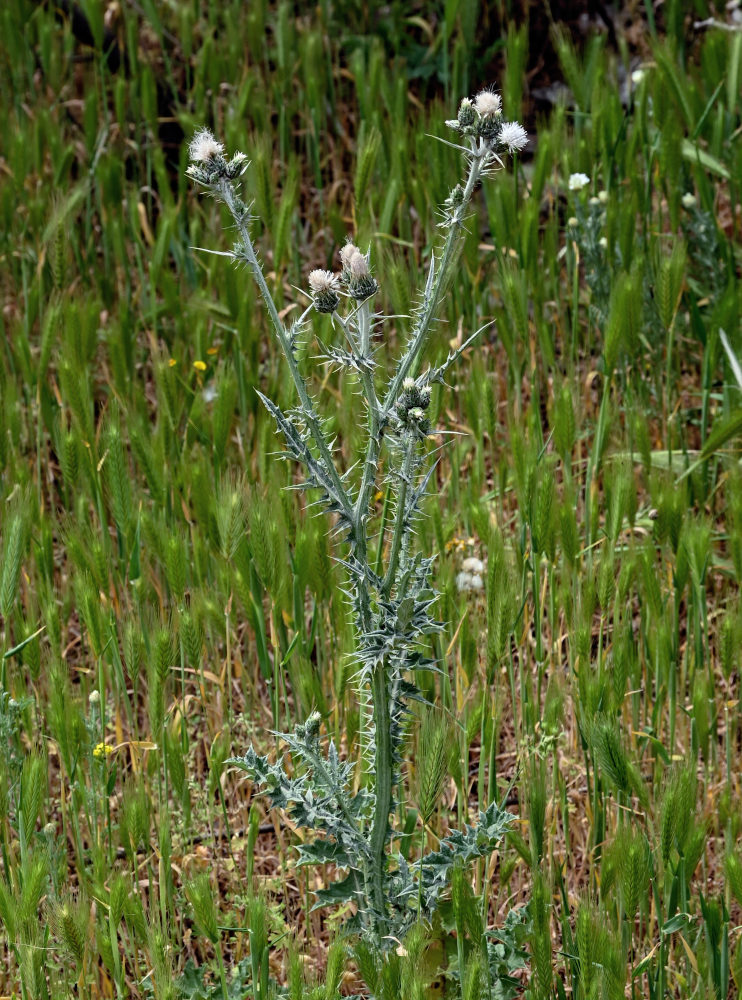 Изображение особи Carduus arabicus.