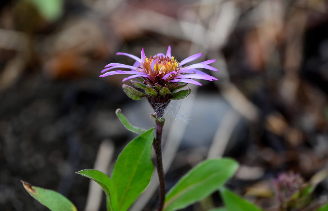 Изображение особи Aster sibiricus.