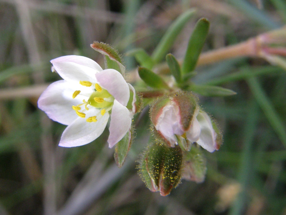 Image of Spergularia media specimen.