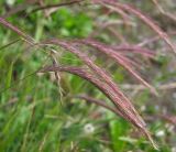 &times; Elyhordeum arcuatum