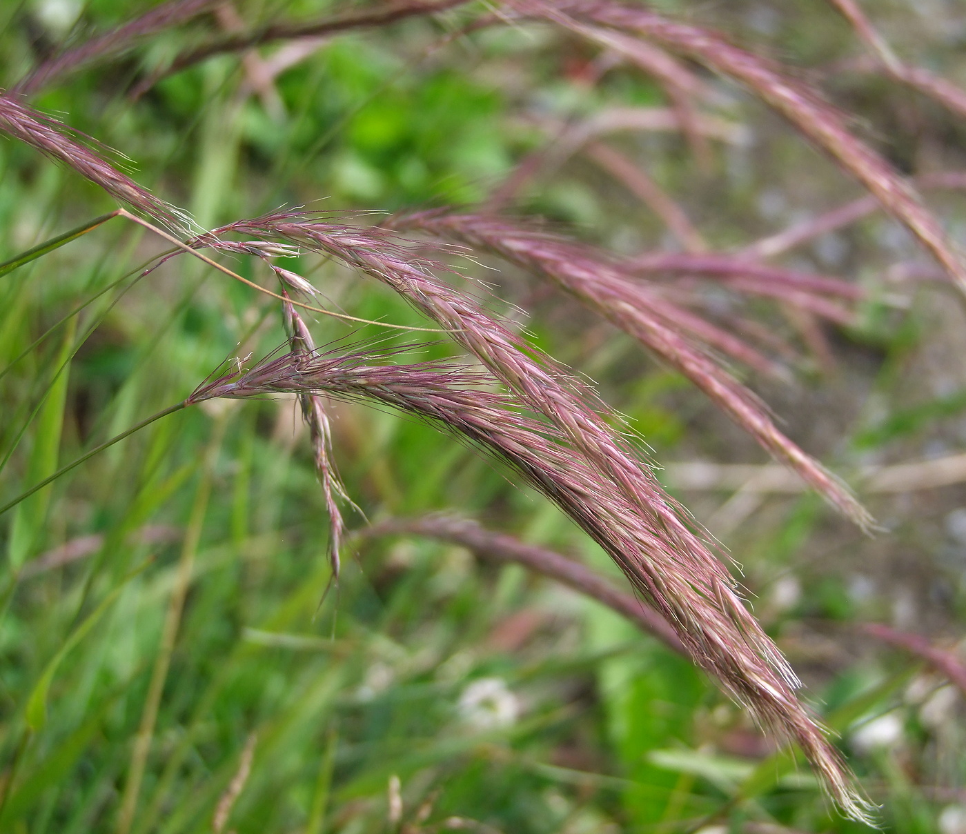 Изображение особи &times; Elyhordeum arcuatum.