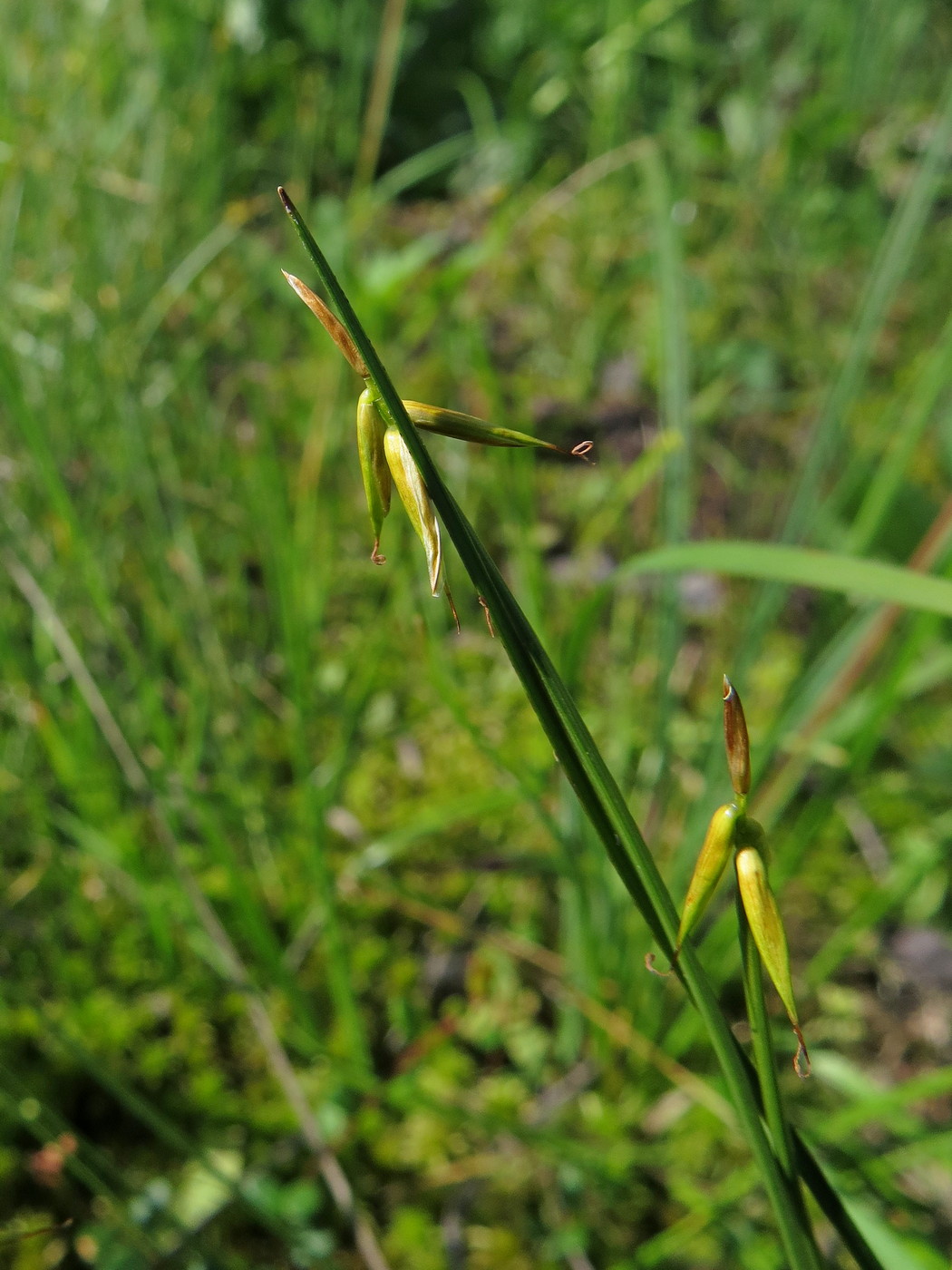 Image of Carex pauciflora specimen.