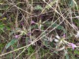 Astragalus testiculatus